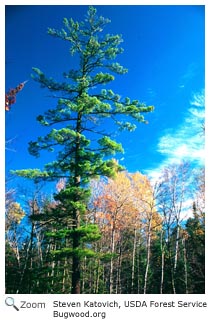 White Pine