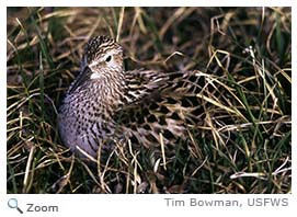 White-rumped Sandpiper