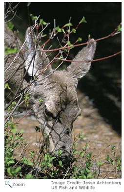 White-tailed Deer