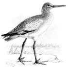 willet