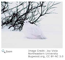 Willow Ptarmigan