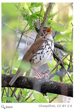 Wood Thrush