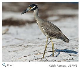 Yellow-crowned Night heron