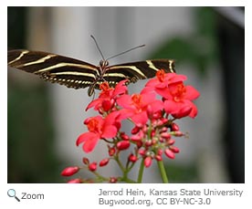 Zebra longwing