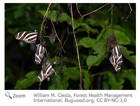 Zebra longwing