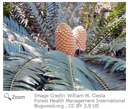 zululand cycad